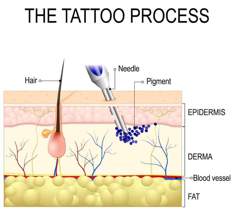 Science Of Permanent Tattoos How Do They Get Permanent  Science ABC