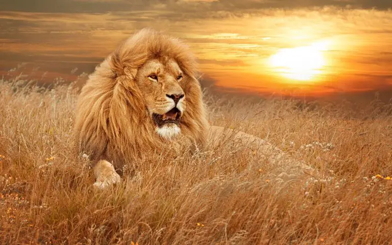40 Powerful Lion With Crown Tattoo 2023 (Meanings And Design Ideas)