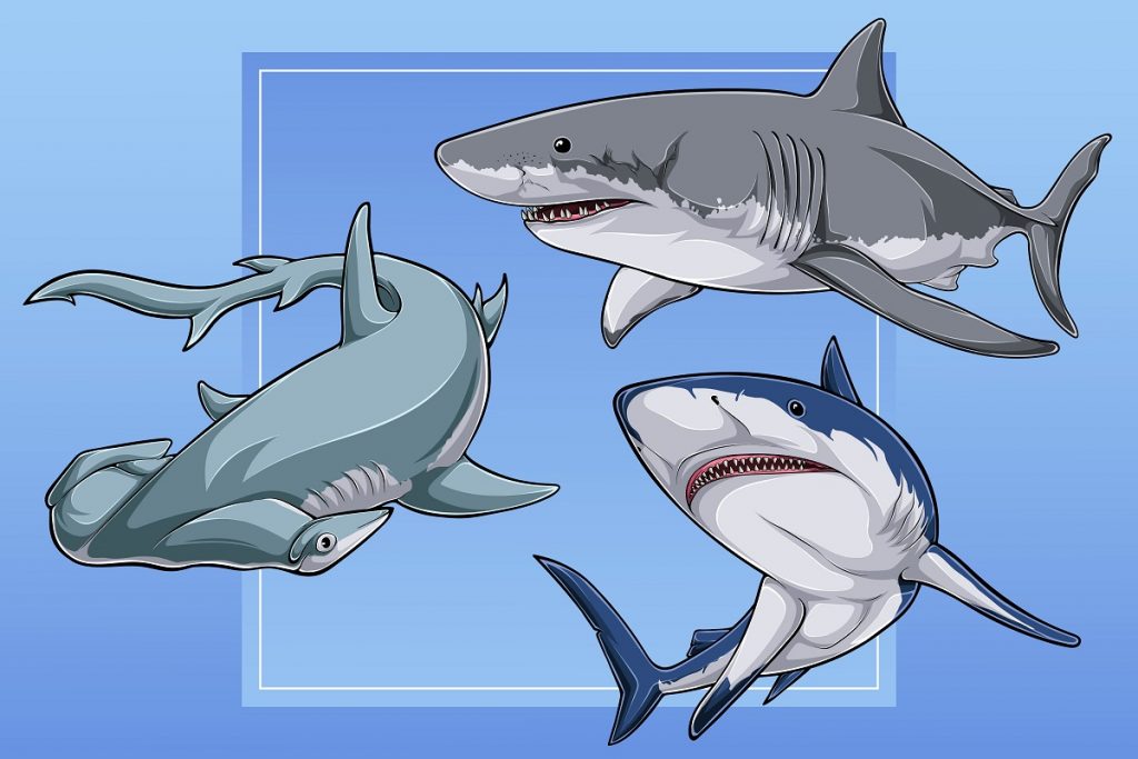 38 Popular and Meaningful Shark Tattoo Design Ideas (2024 Updated) 19 Shark Tattoo