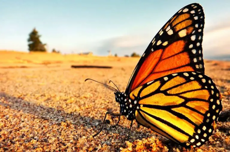 Monarch Butterfly Tattoo: Meanings, Design Ideas, and Our Recommendations