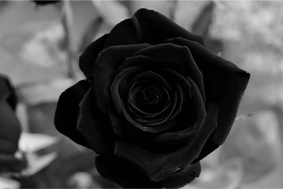 Small Black Rose Temporary Tattoo - Set of 3 – Tatteco